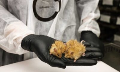 Genetically Modified Woolly Mice