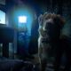 Good Boy Movie Dog Horror Film Sxsw