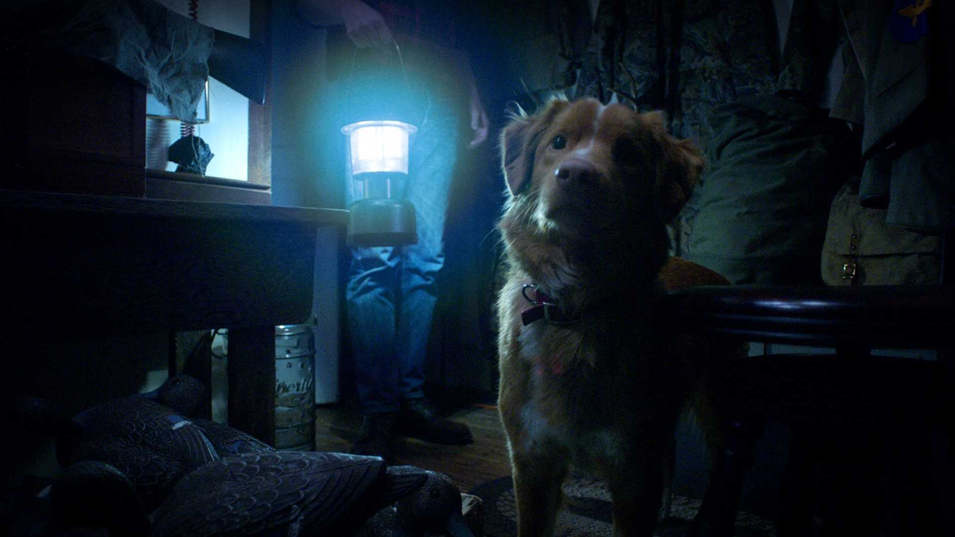 Good Boy Movie Dog Horror Film Sxsw