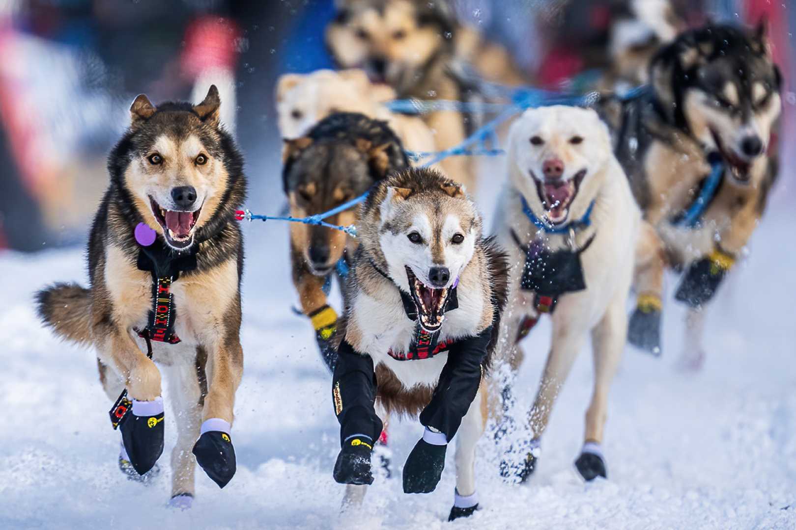 Iditarod Dog Sled Race Alaska 2025