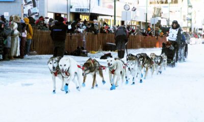 Iditarod Trail Sled Dog Race Finish Line