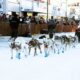 Iditarod Trail Sled Dog Race Finish Line