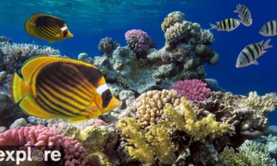 Live Coral Reef Streaming Cayman Islands