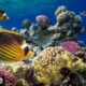 Live Coral Reef Streaming Cayman Islands