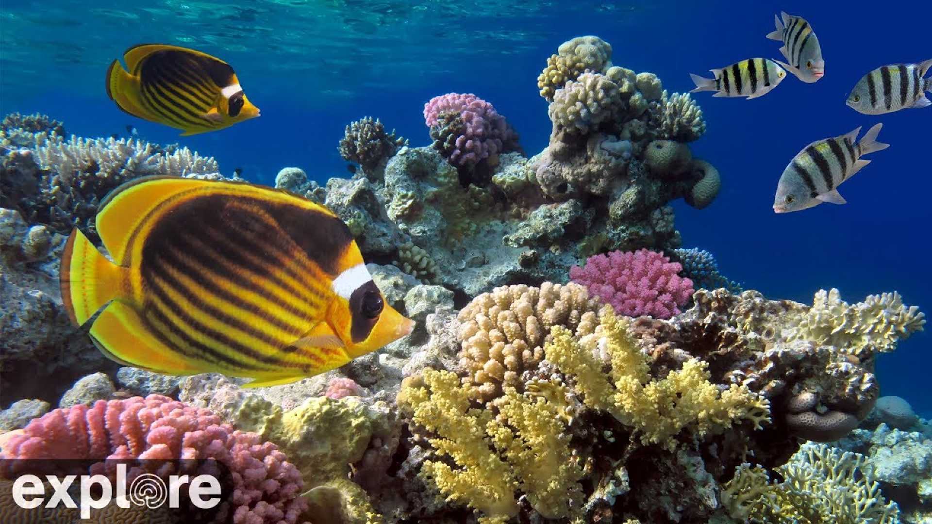 Live Coral Reef Streaming Cayman Islands