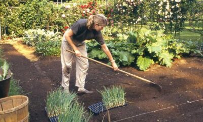 Martha Stewart Gardening In Her Yard