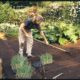 Martha Stewart Gardening In Her Yard