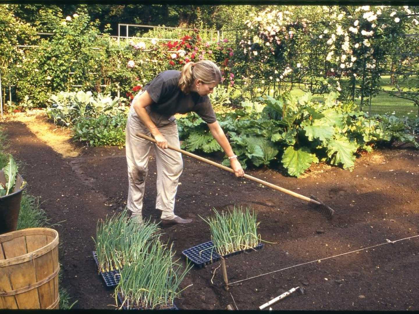 Martha Stewart Gardening In Her Yard