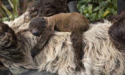 Newborn Linné's Two Toed Sloth At Zoo