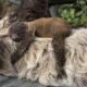 Newborn Linné's Two Toed Sloth At Zoo