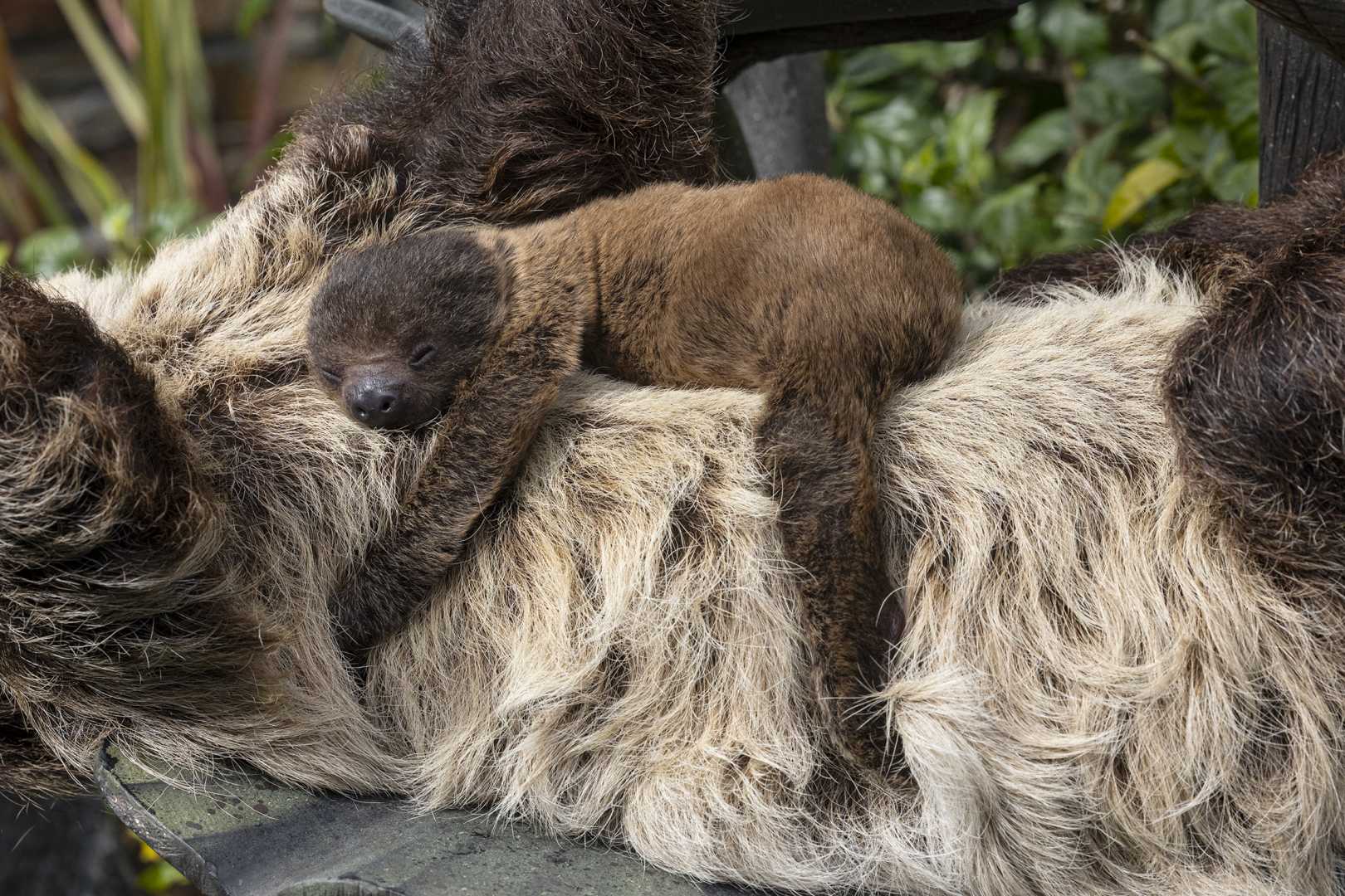 Newborn Linné's Two Toed Sloth At Zoo