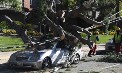 Pico Rivera California Storm Damage Trees Down