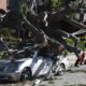 Pico Rivera California Storm Damage Trees Down