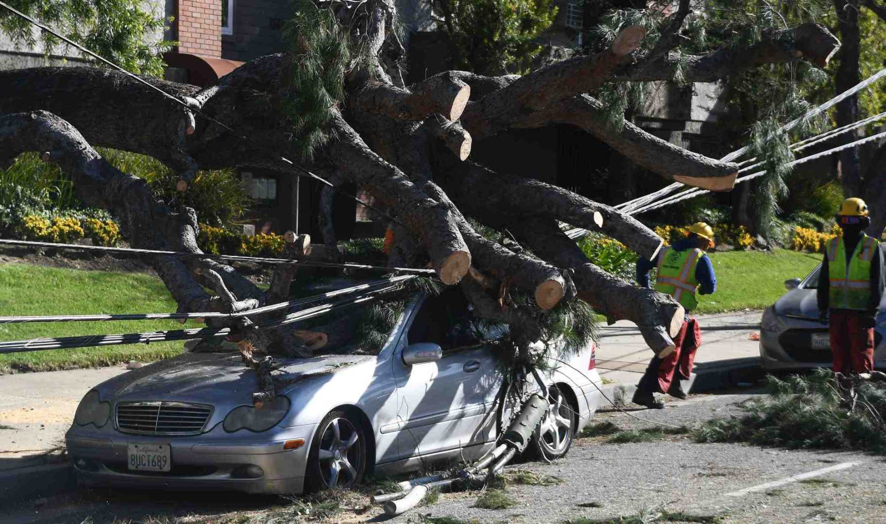 Pico Rivera California Storm Damage Trees Down