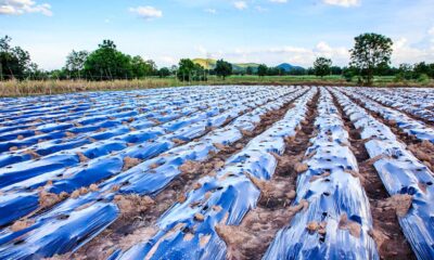 Plastic Pollution Effects On Agriculture And Crops