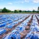 Plastic Pollution Effects On Agriculture And Crops