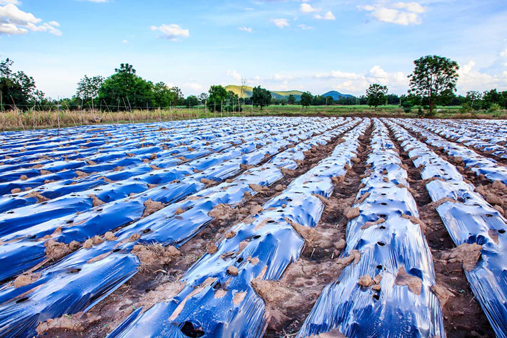 Plastic Pollution Effects On Agriculture And Crops