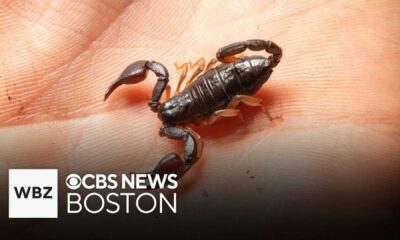 Scorpion At Airport Baggage Claim