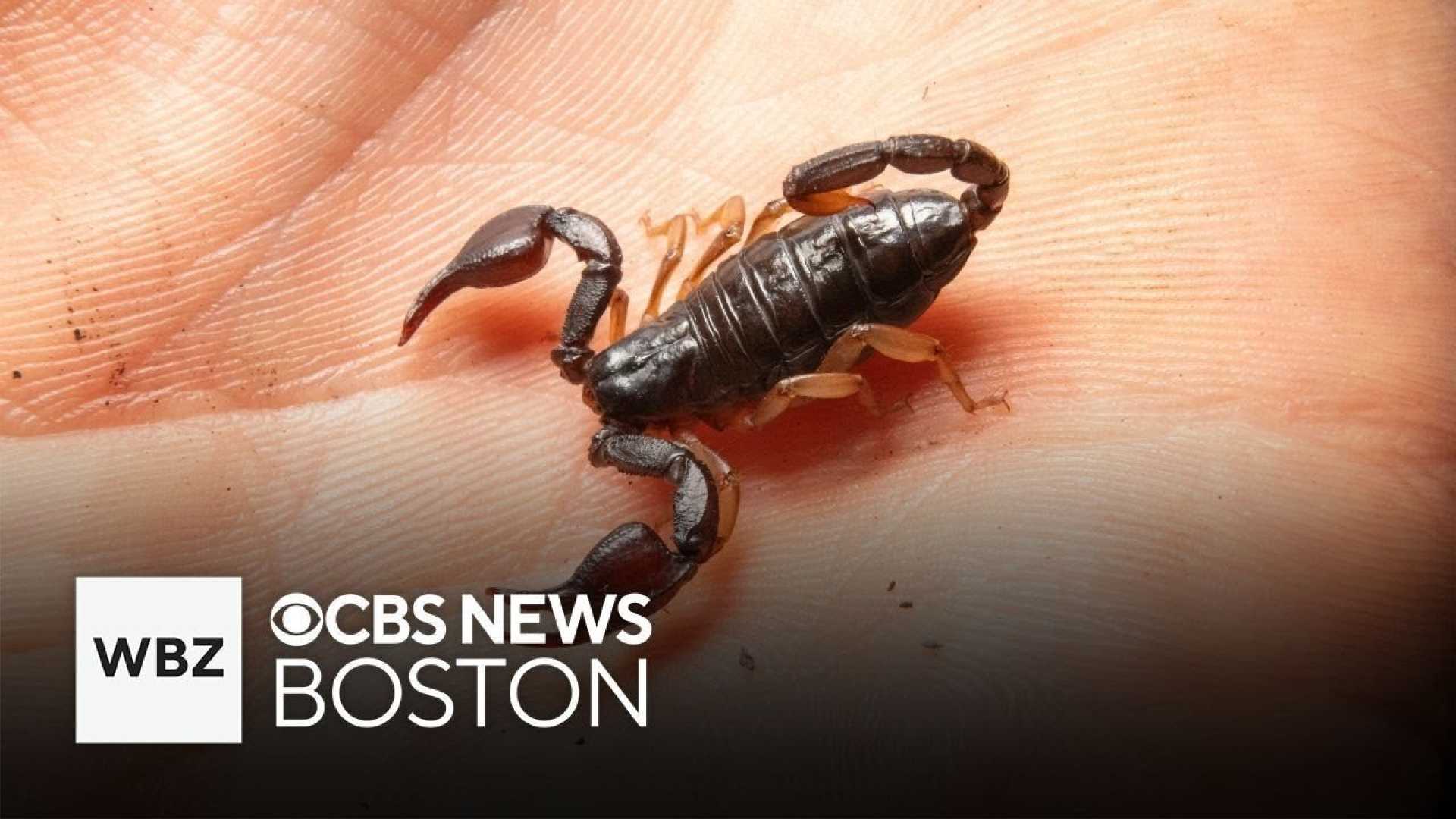 Scorpion At Airport Baggage Claim