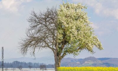 Spring Weather Transition