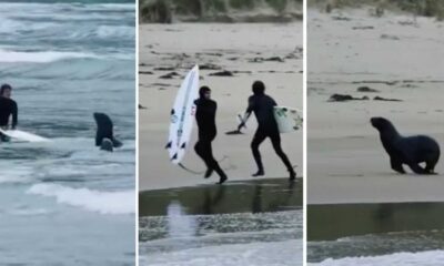 Surfer Being Chased By Sea Lion