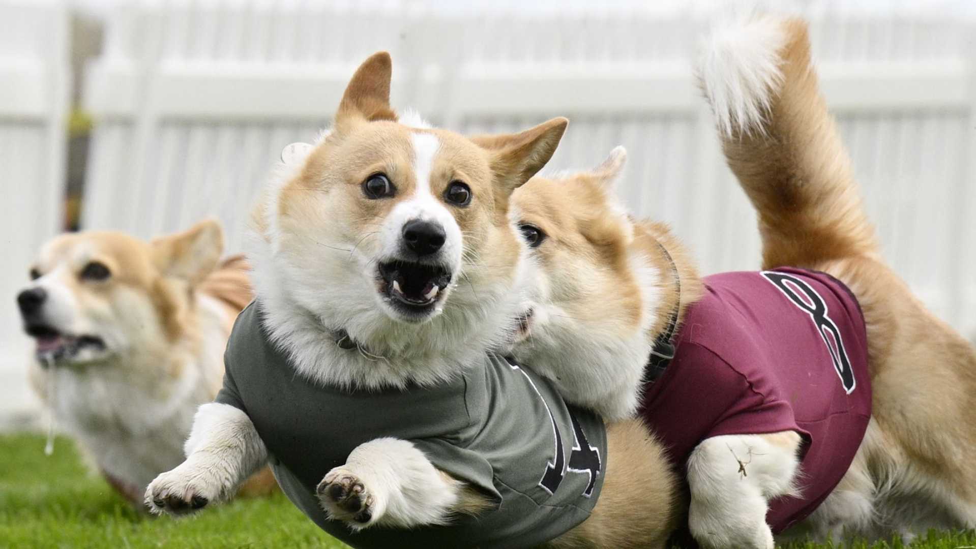 Corgi Derby Musselburgh Race Course