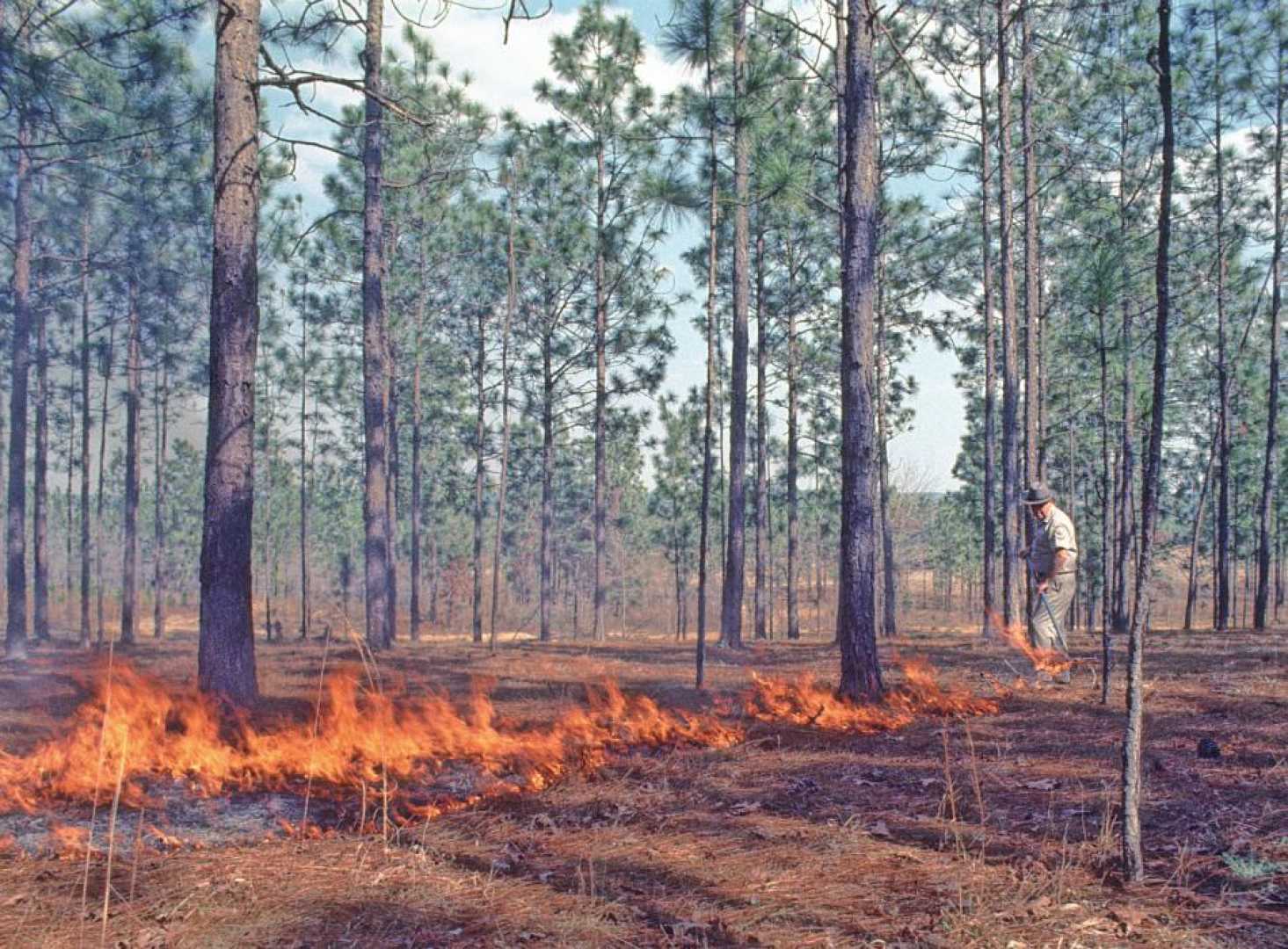 Floridian Landscape Drought Wildfire