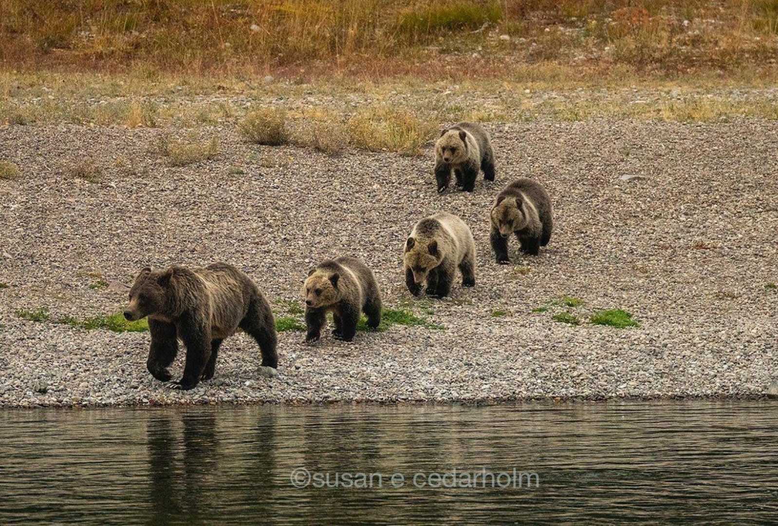 Grizzly Bear Family In Jackson Wyoming