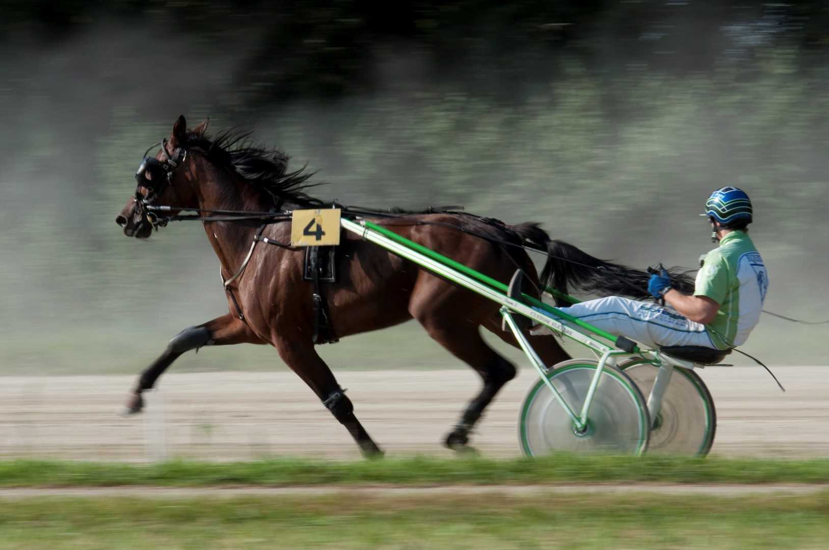 Ljutomer Harness Racing Horses Event