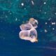 Microplastics In Ocean Depths