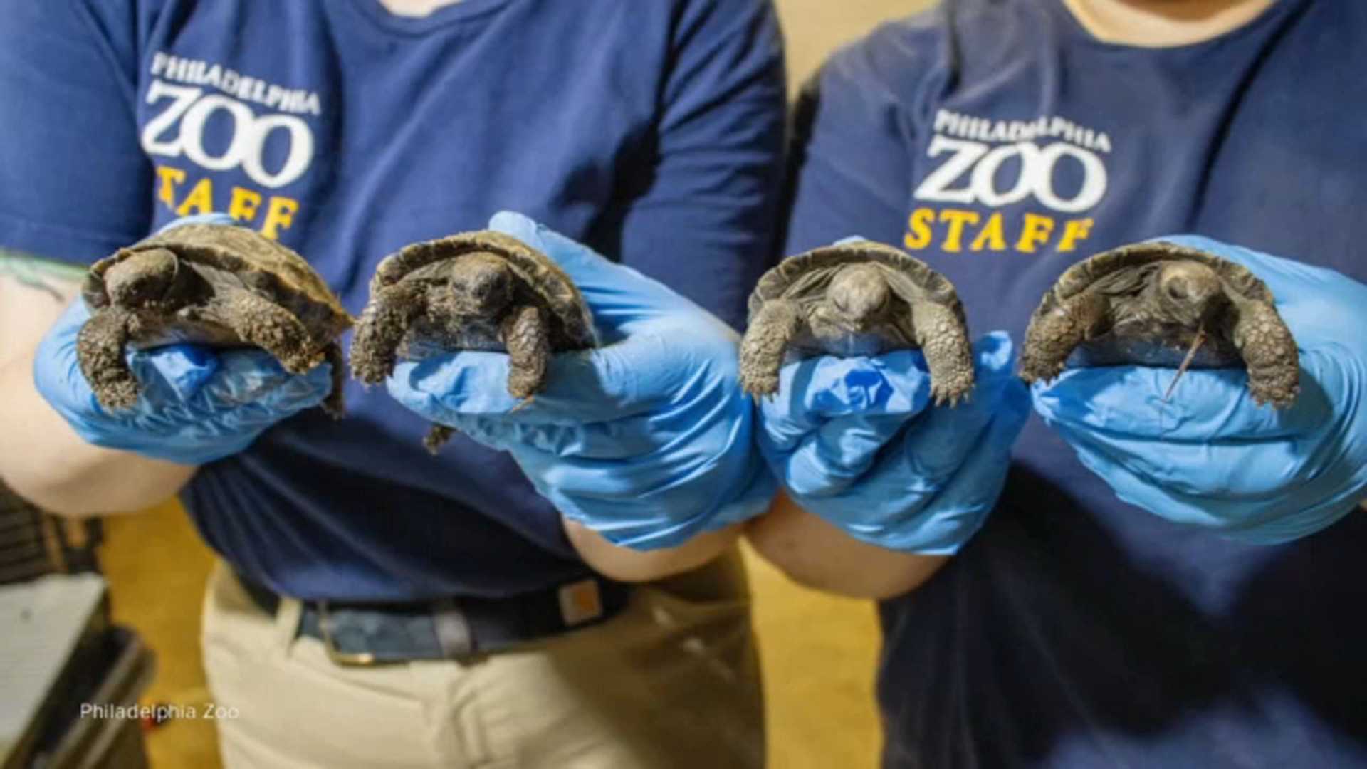 Philadelphia Zoo Tortoise Hatchlings