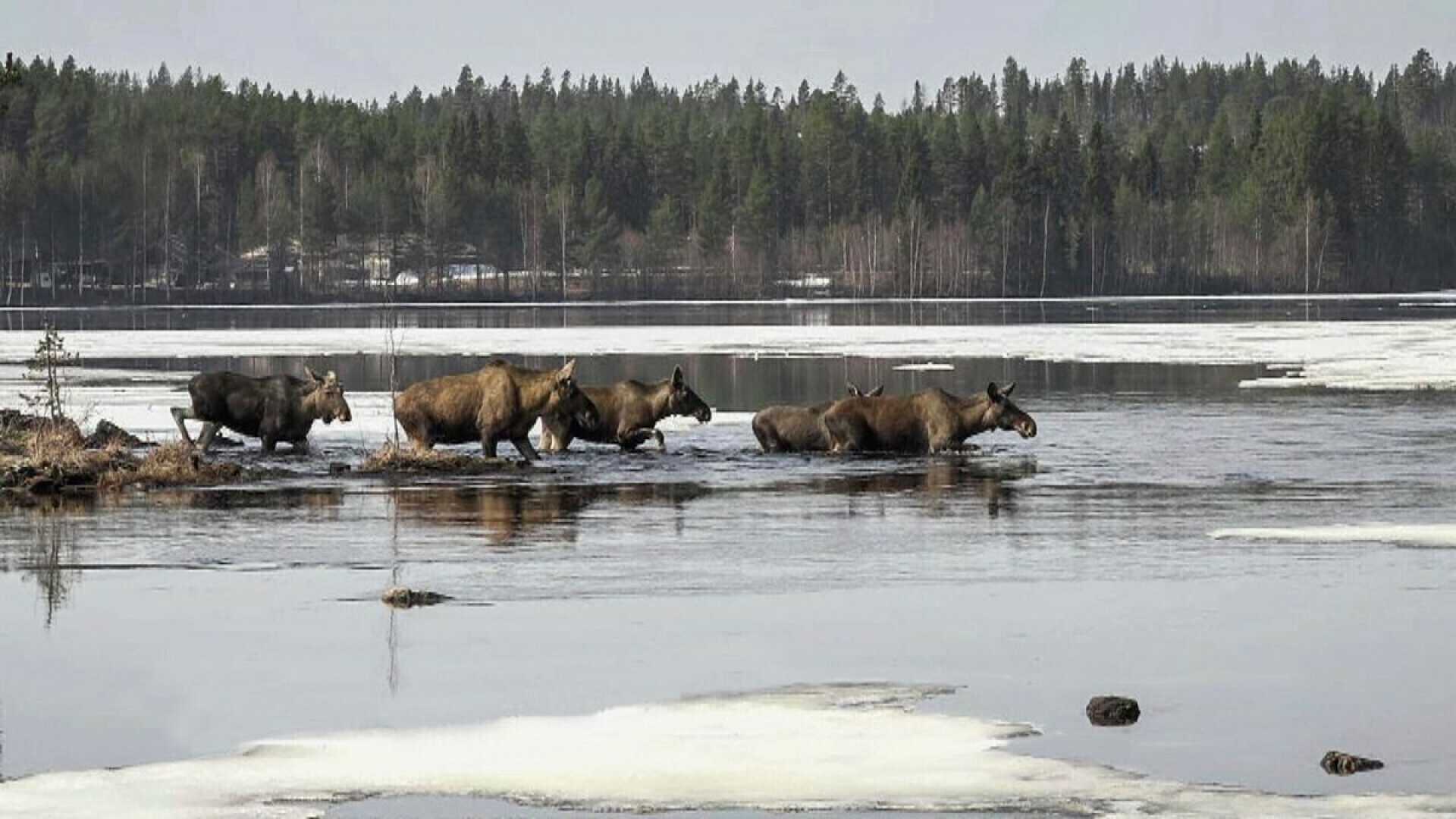 Sweden Great Moose Migration Livestream