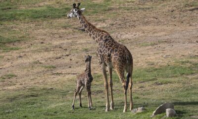 Adorable Masai Giraffe Calf San Diego Zoo