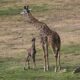 Adorable Masai Giraffe Calf San Diego Zoo