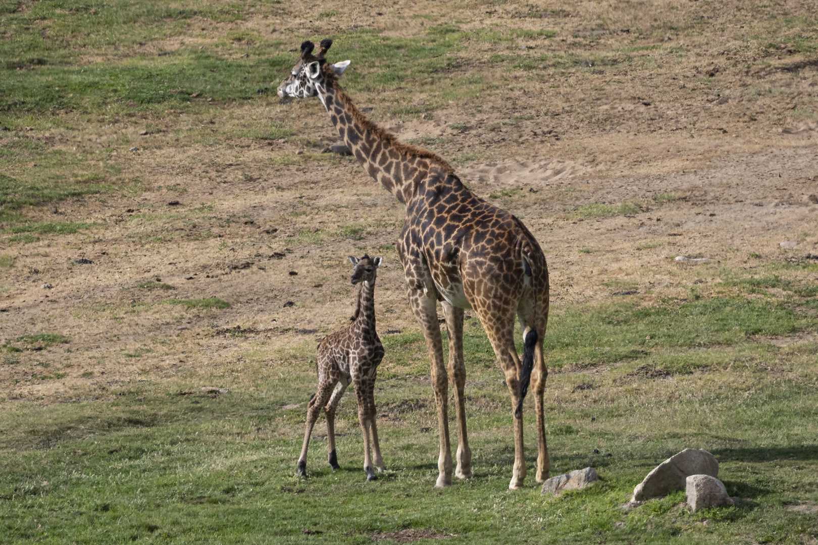 Adorable Masai Giraffe Calf San Diego Zoo