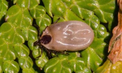 American Dog Tick Prevention Tips