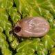 American Dog Tick Prevention Tips