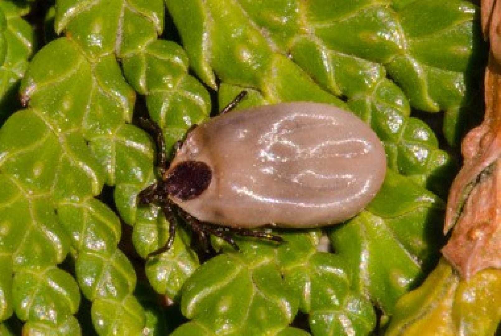 American Dog Tick Prevention Tips