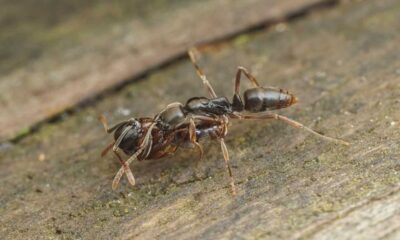 Asian Needle Ant Invasion Southeast U.s.