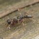 Asian Needle Ant Invasion Southeast U.s.