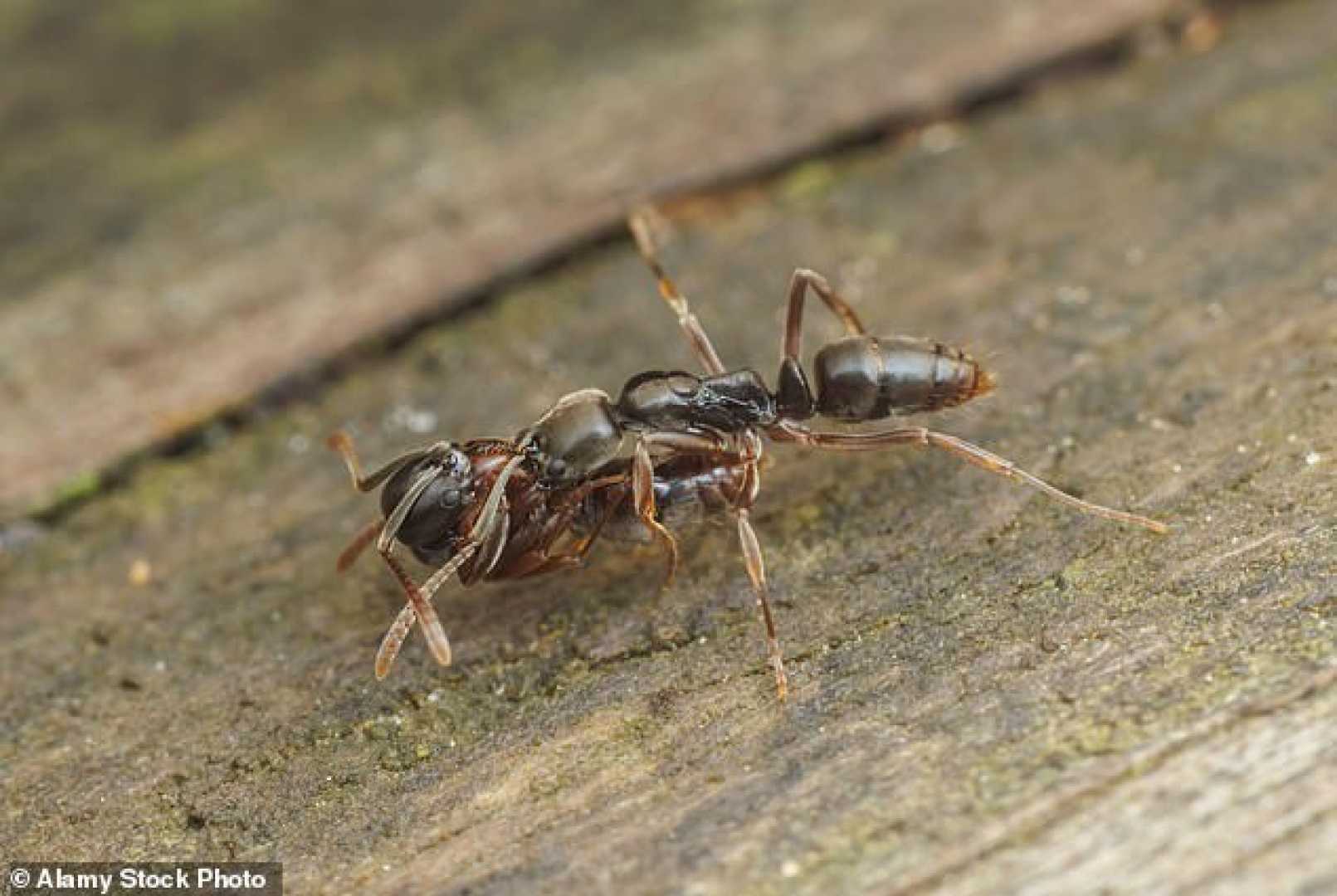 Asian Needle Ant Invasion Southeast U.s.