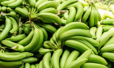 Banana Crop Climate Crisis