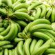 Banana Crop Climate Crisis
