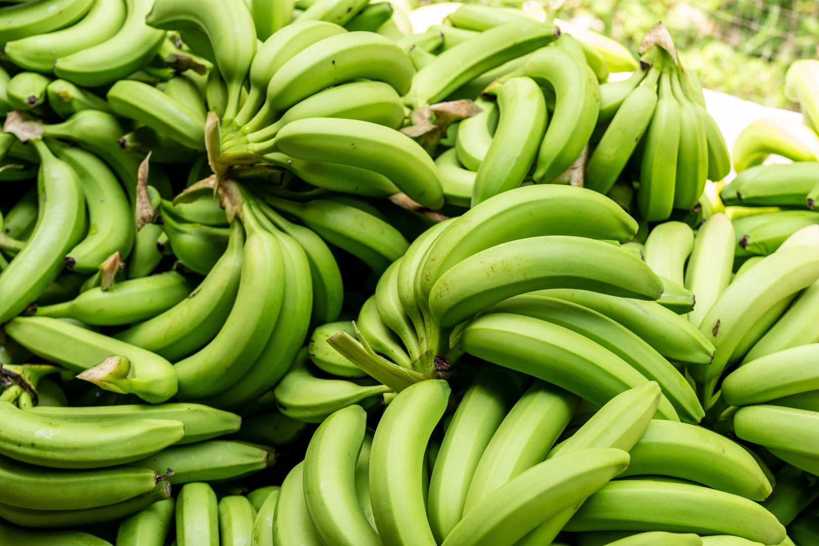 Banana Crop Climate Crisis
