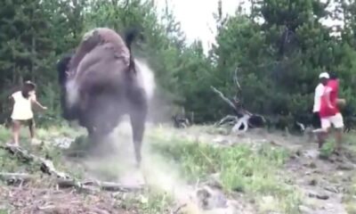 Bison Yellowstone National Park Injury Incident