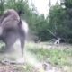Bison Yellowstone National Park Injury Incident