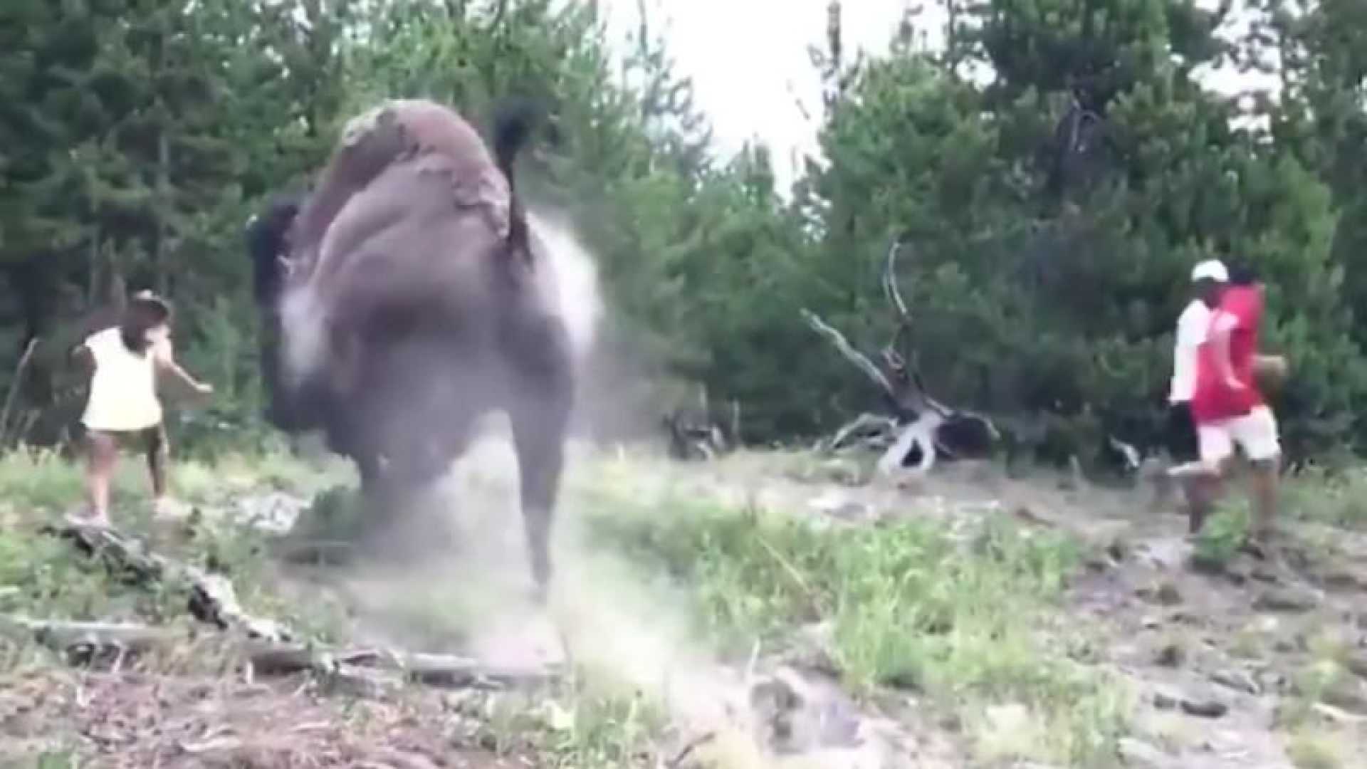 Bison Yellowstone National Park Injury Incident