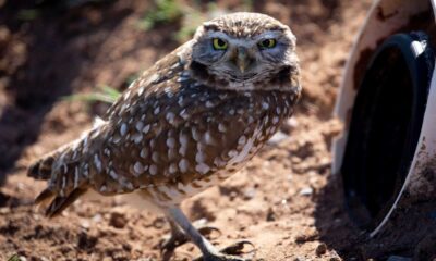 Burrowing Owls Lake Havasu City