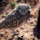 Burrowing Owls Lake Havasu City