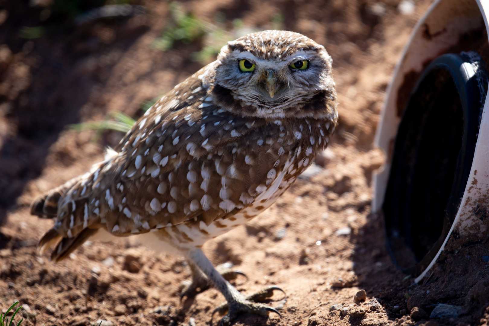 Burrowing Owls Lake Havasu City